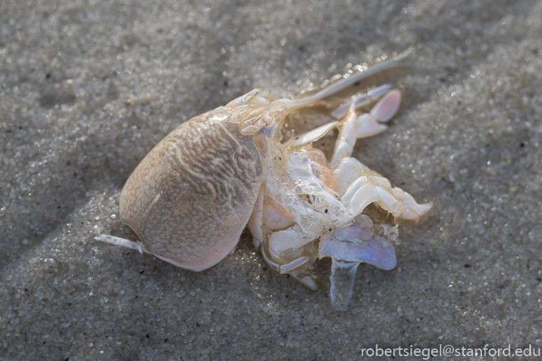 asilomar